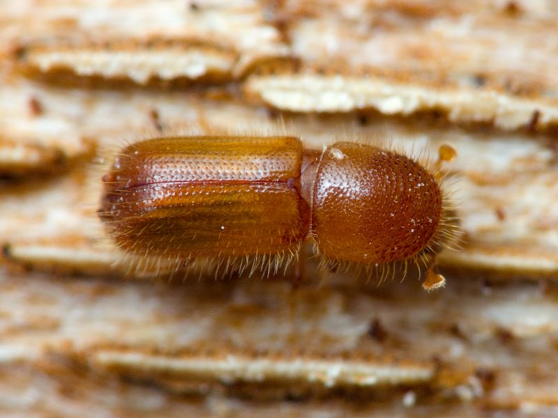 Dryocoetes villosus (Fabricius, 1792)
